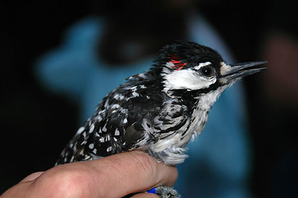 hand holding red-cockaded woodpecker