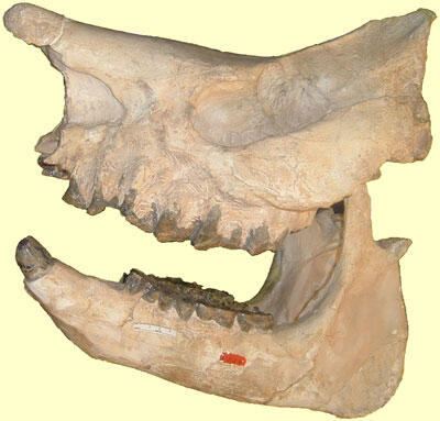 Fossil skull of Aphelops megalodus, an ancient rhino
