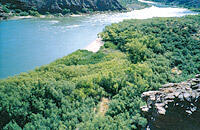 Vegetation along the Colorado River in the Grand Canyon