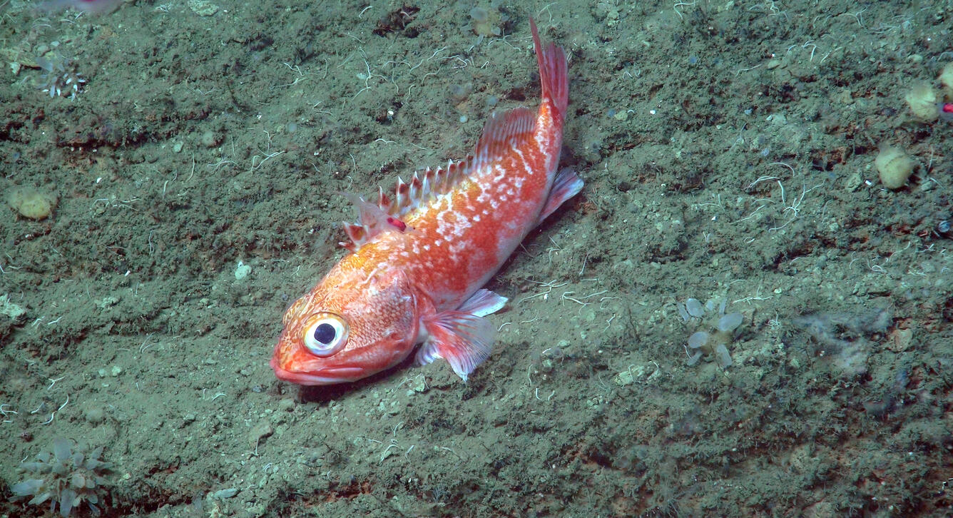 Blackbelly rosefish 