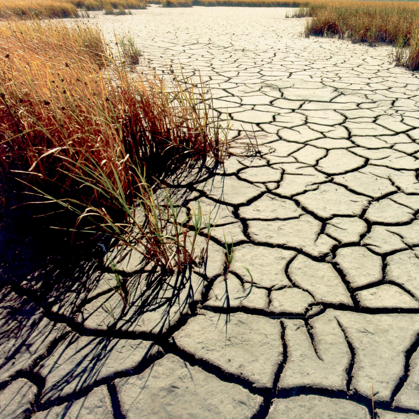 The Vegetation Drought Response Index (VegDRI) incorporates satellite observations of vegetation to monitor at a finer spatial d