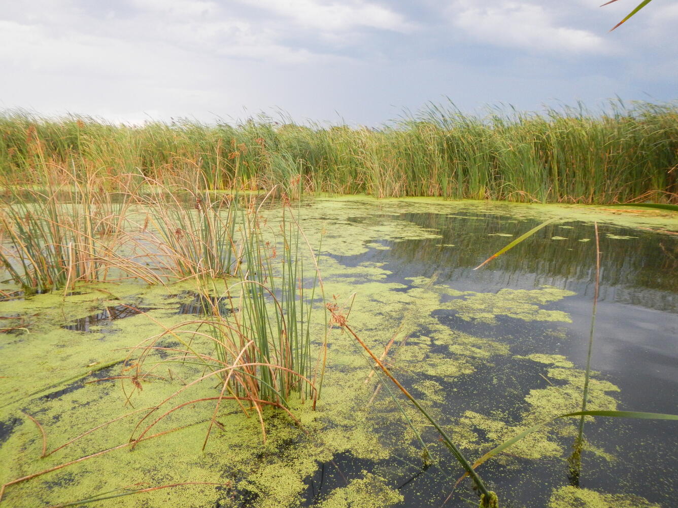 Marsh wetlands along the Missouri River