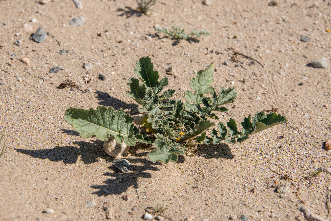 Sahara mustard, an invasive weed