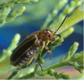 Tamarisk leaf beetle