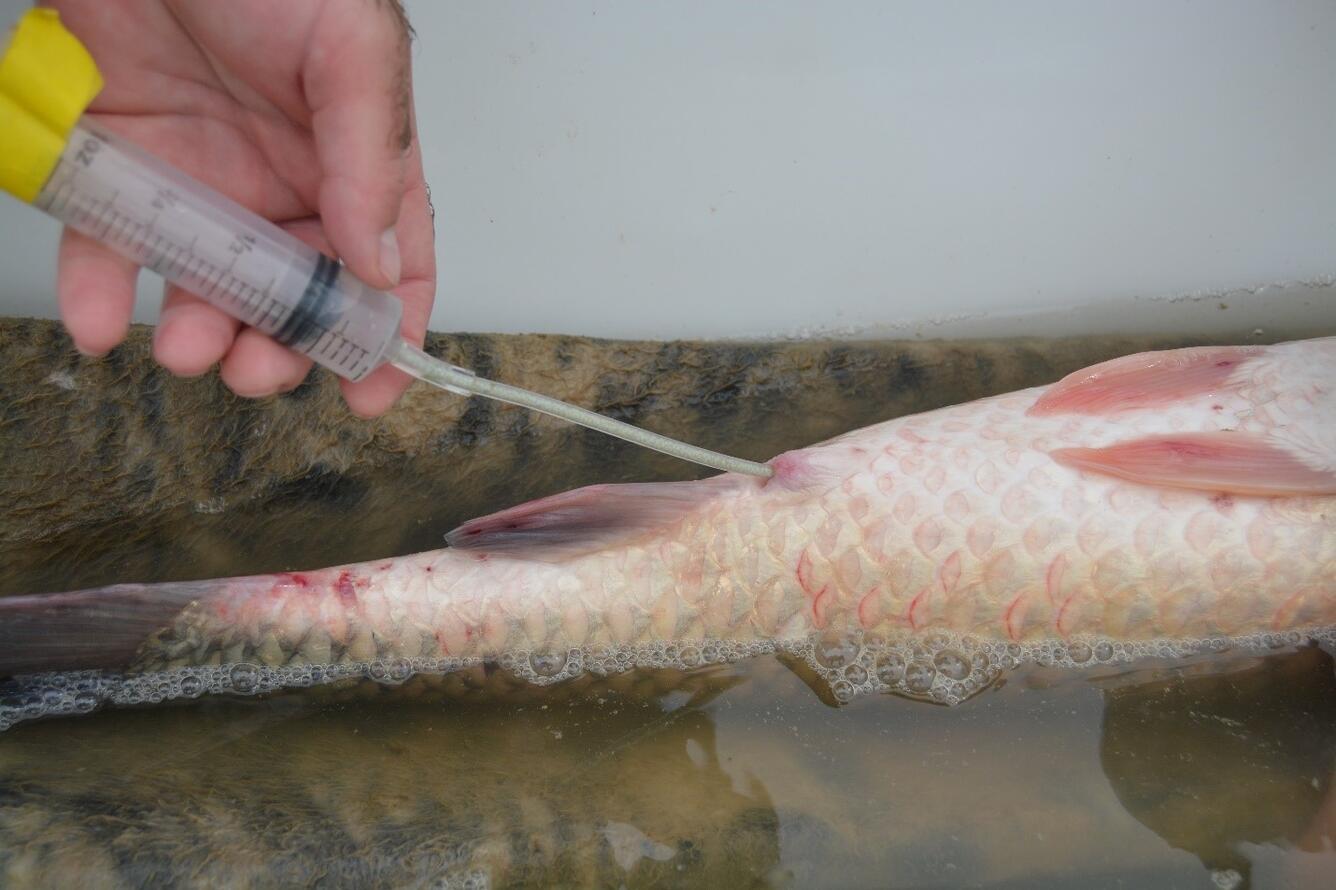 Sampling ova from a grass carp 