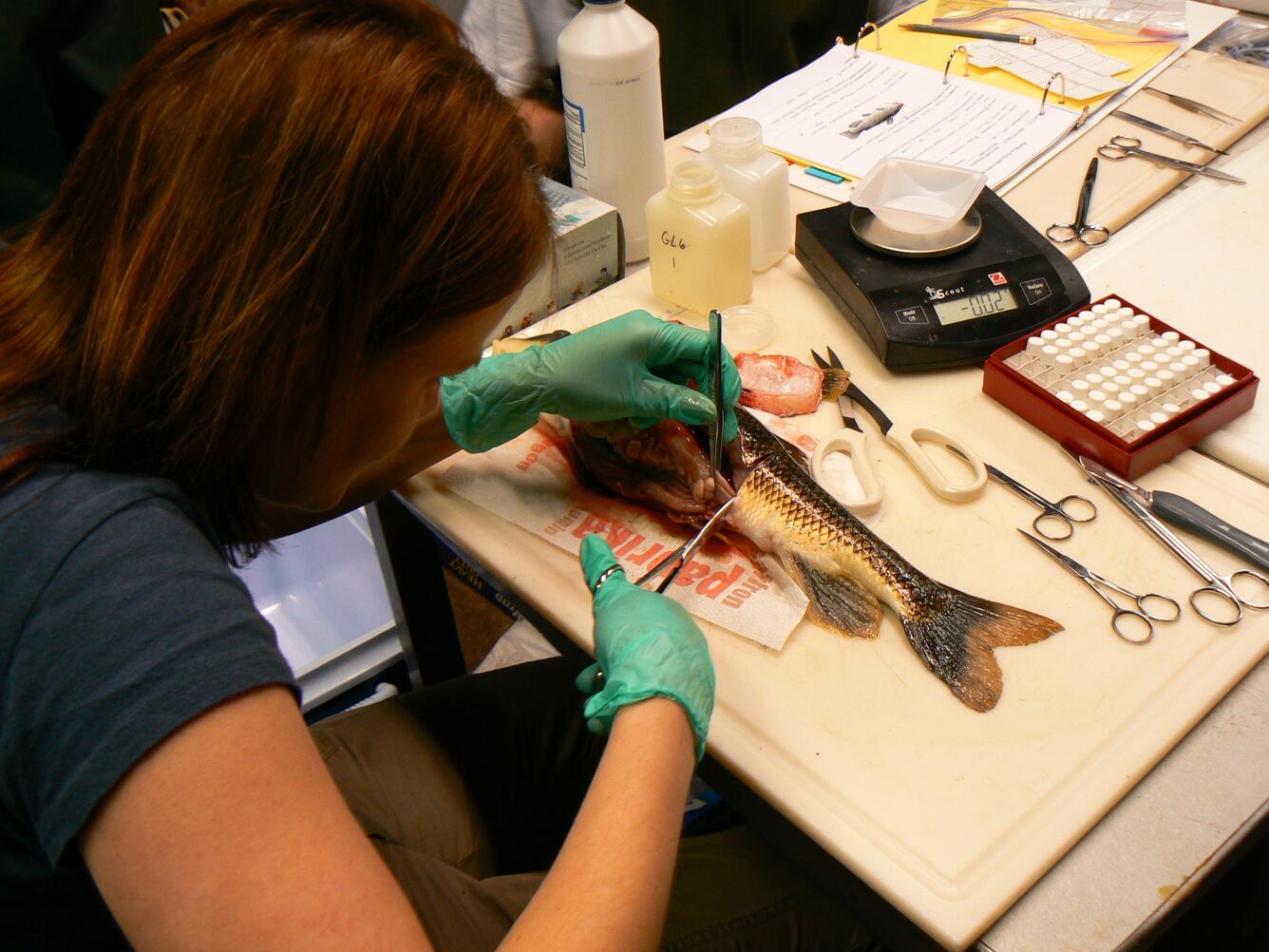 A USGS scientist collecting a liver tissue sample from a wild-caught white sucker (Catostomus commersonii) from a river in the G