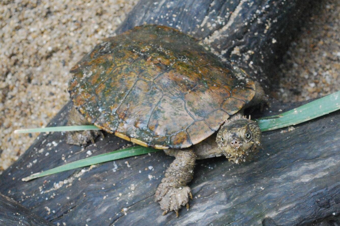 sandy tortoise