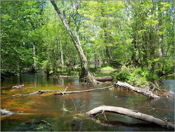 Sandy Run Tributary to Middle Swamp watershed, Greene County, NC 