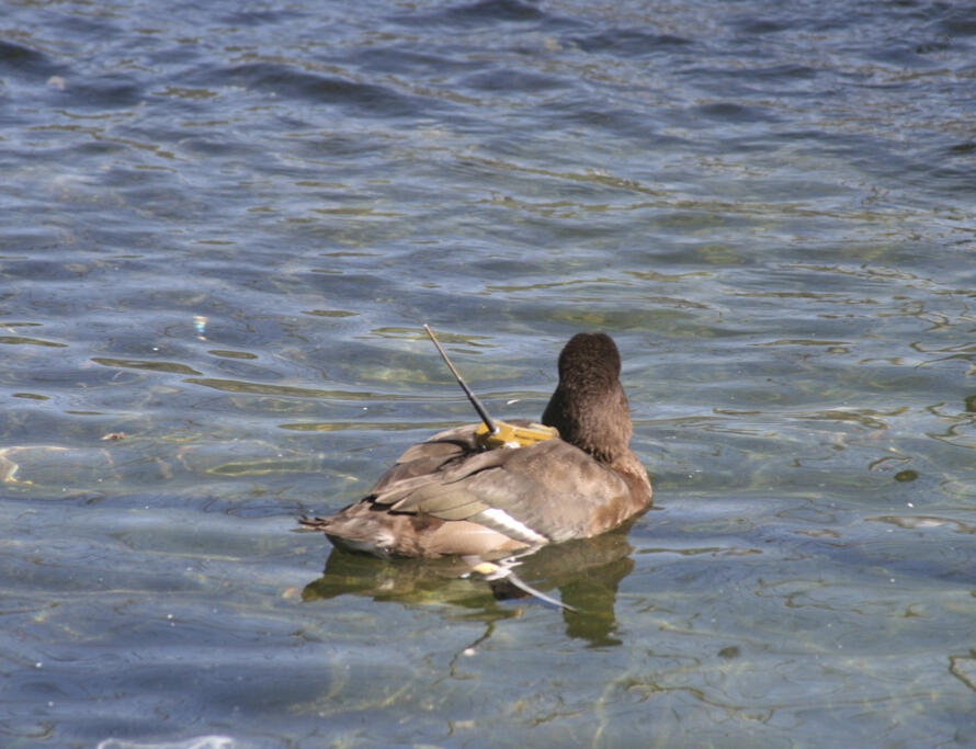 Scaup with GPS transmitter