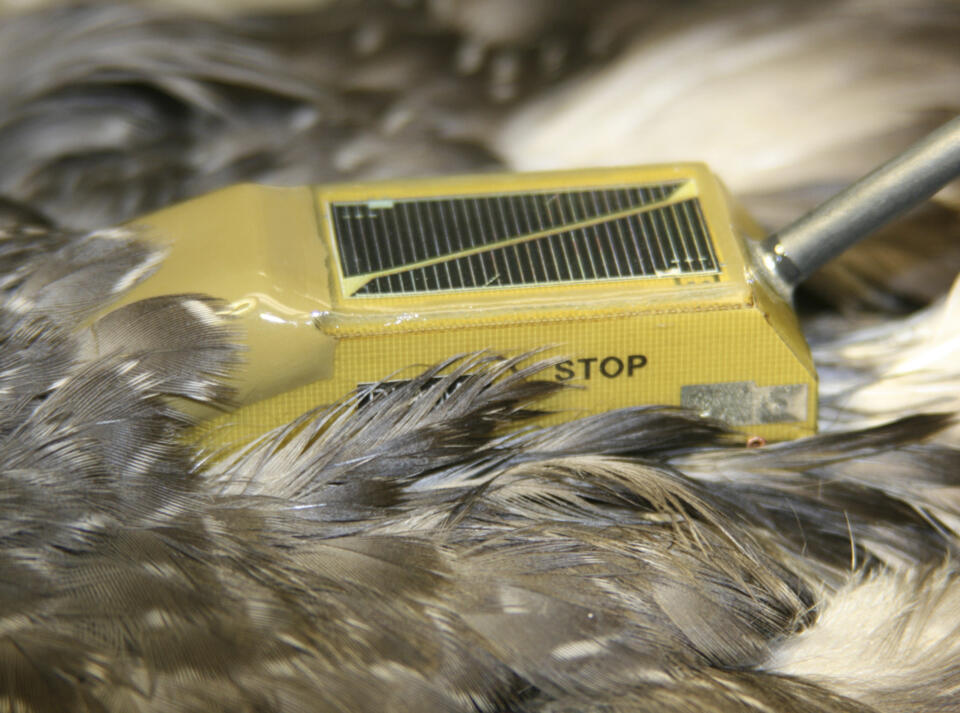 Scaup close up of GPS transmitter