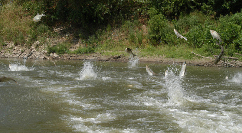 Silver Carp jumping out of water