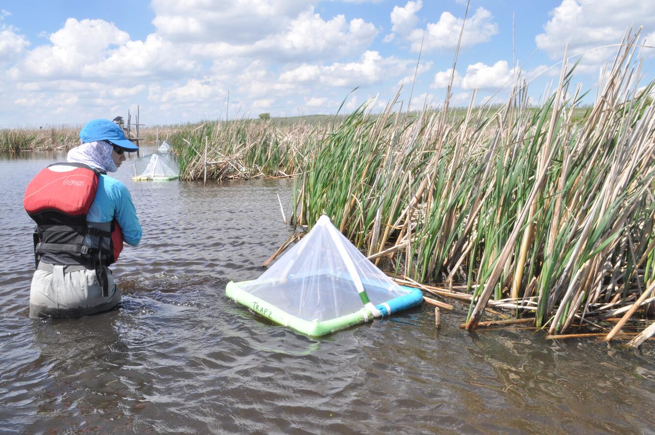 A scientist checking insect traps in the Prairie Pothole region of the U.S.