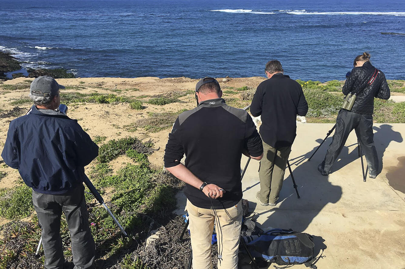 Scientists survey southern sea otters