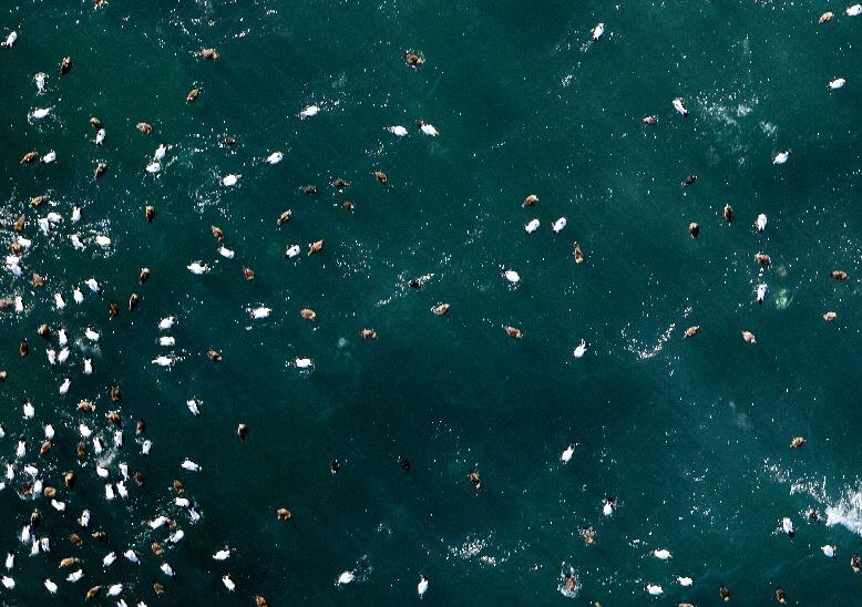 An aerial image of a flock of waterfowl floating on the ocean.
