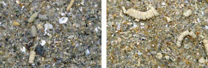 Sand grains along with shell fragments, underwater on the seafloor.