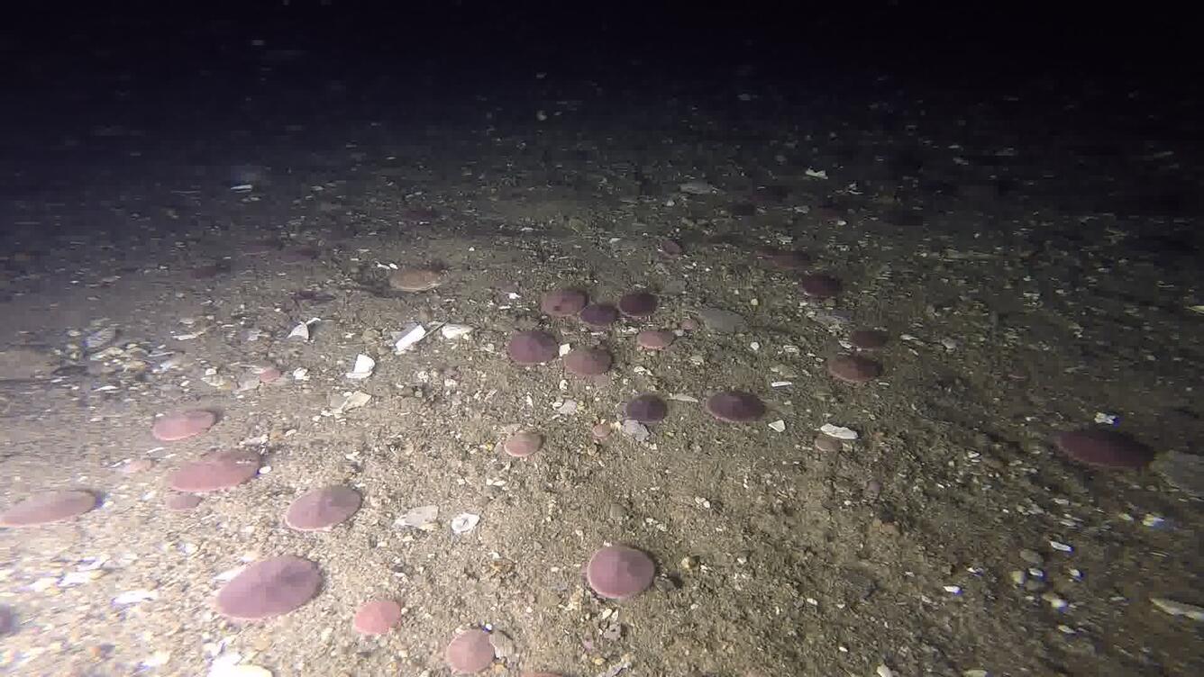 Image of sand dollars on the sea floor