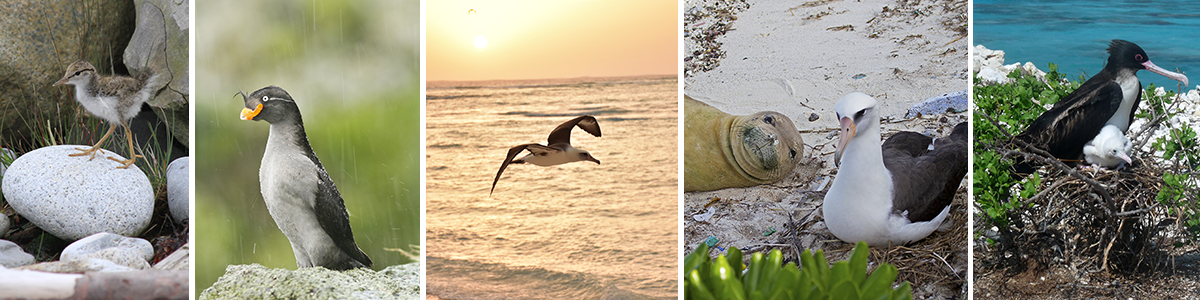 Seabird collage