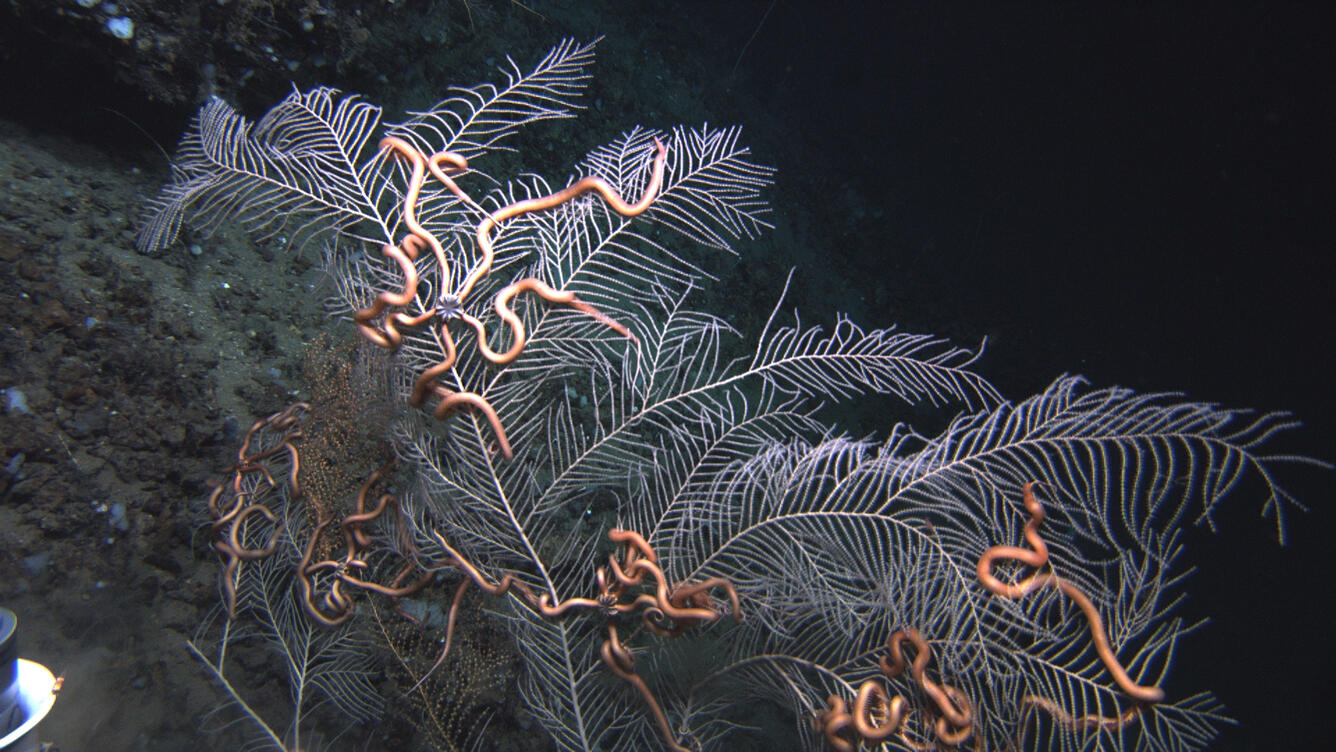gorgonian sea fan 