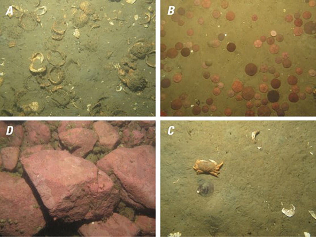 Seafloor photographs of clam shells, sand dollars, rock crab, cobbles