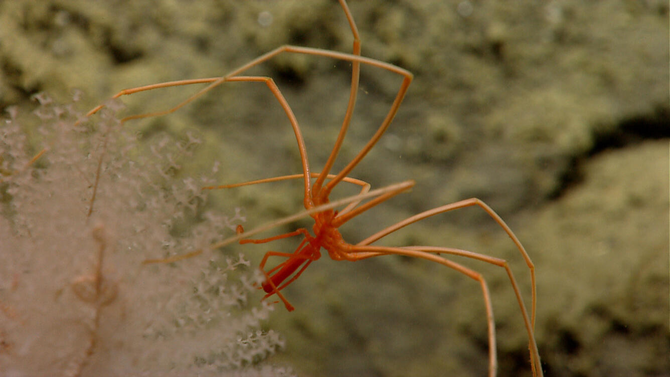 seaspider