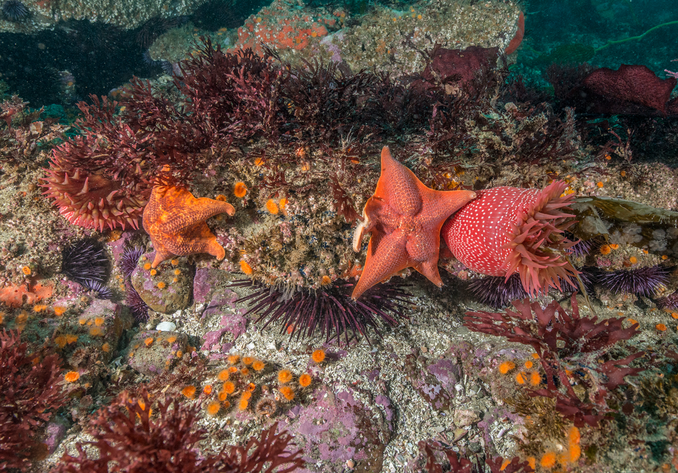 Seastars in Channel Islands National Park