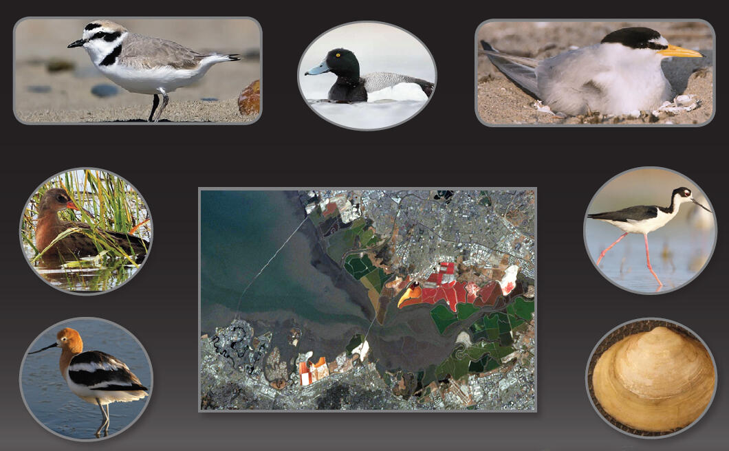 Various bird species in South San Francisco Bay affected by selenium contamination.