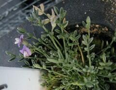 Sentry Milk Vetch, displaying flowers and stems
