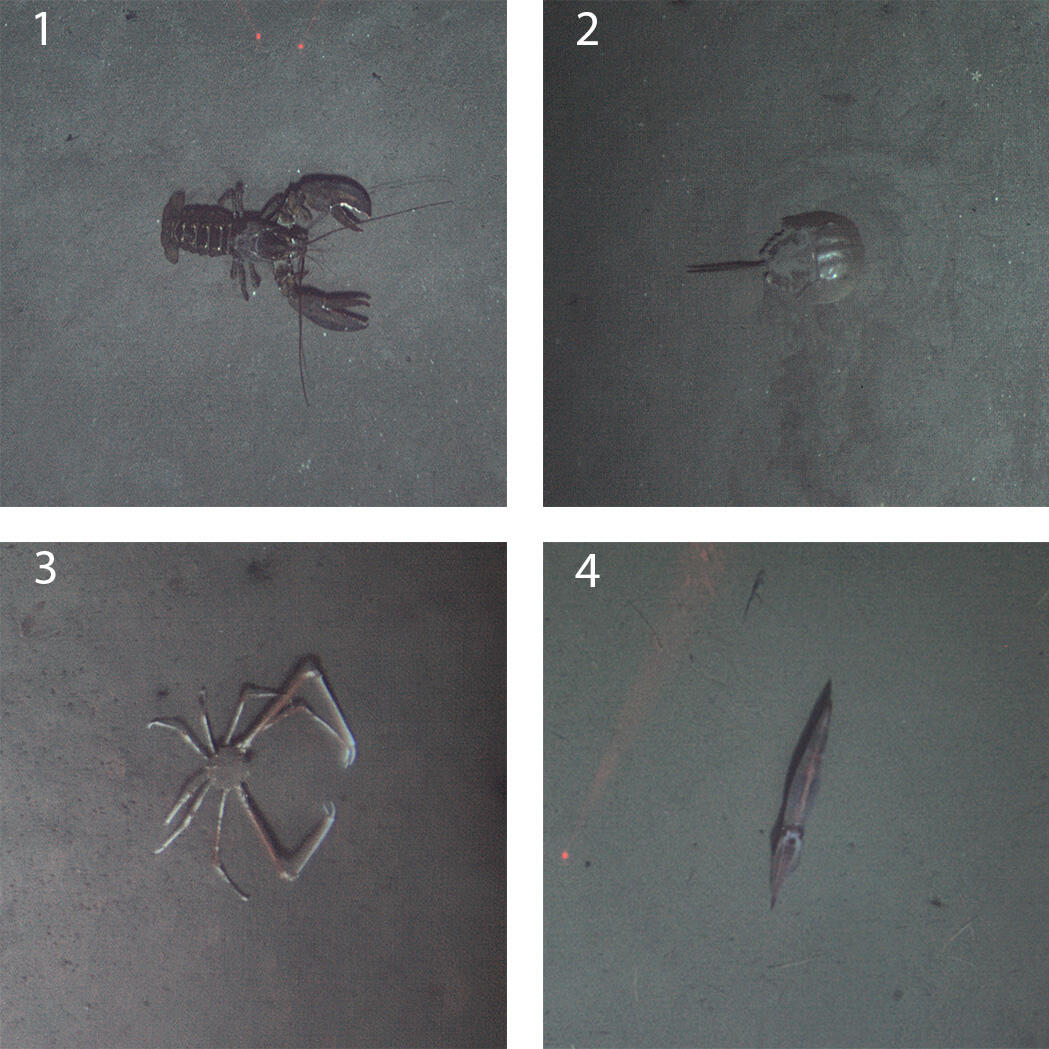 organisms foundin Sentry photos
