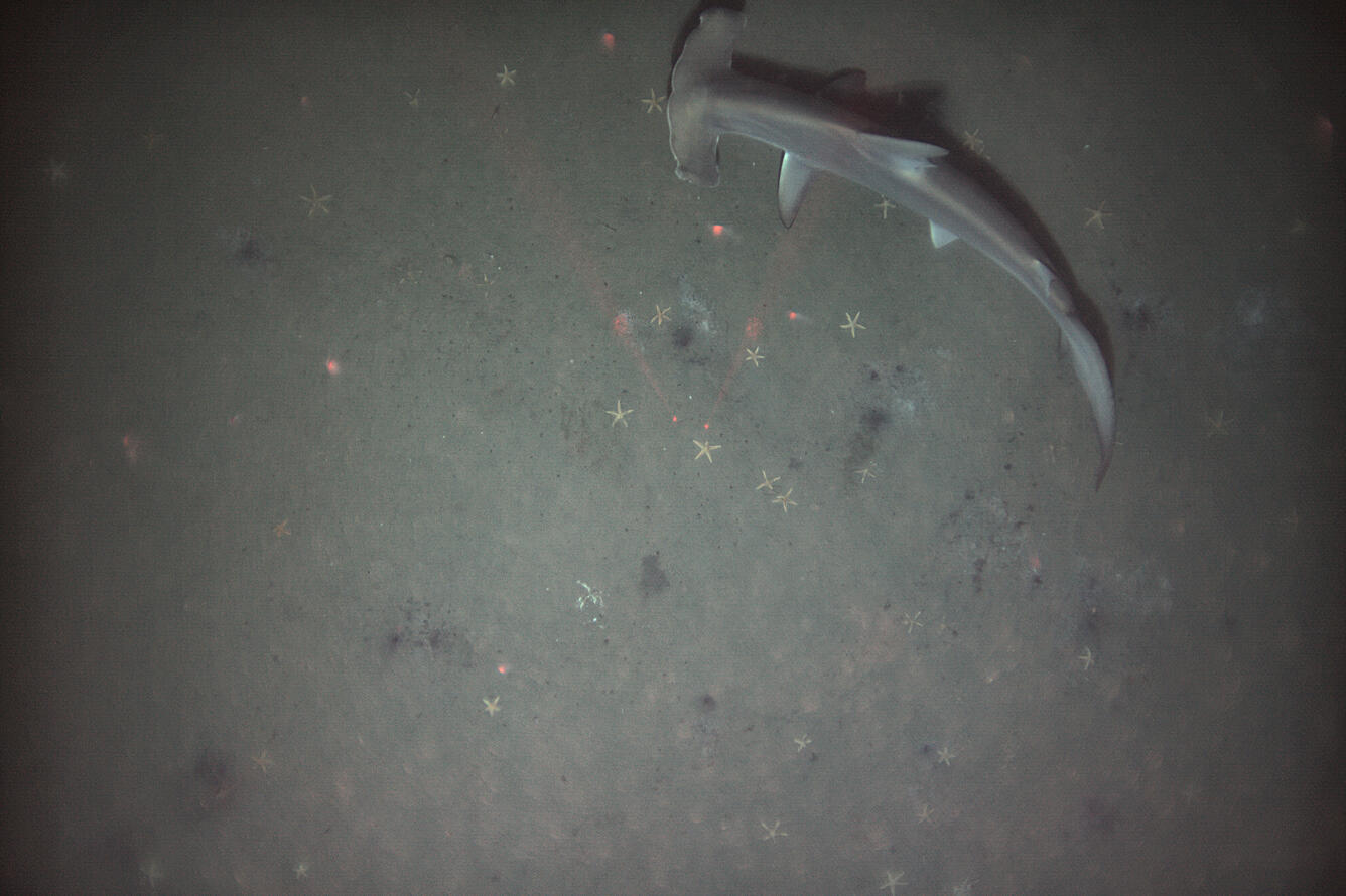 scalloped hammerhead shark 