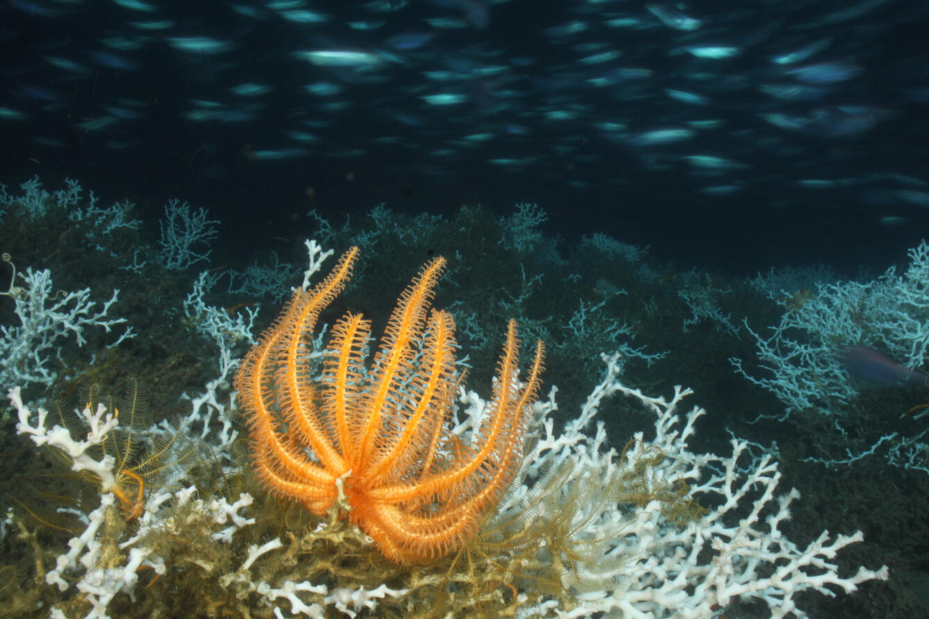 An orange brisingid basket star on the large Lophelia pertusa 