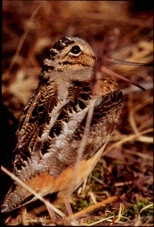 Peenting male woodcock