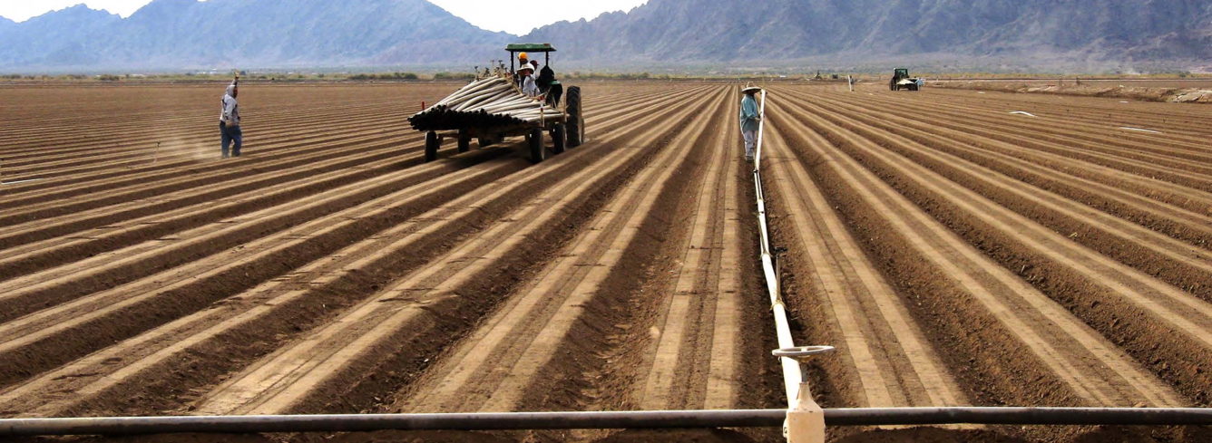 Laying irrigation pipe in a field