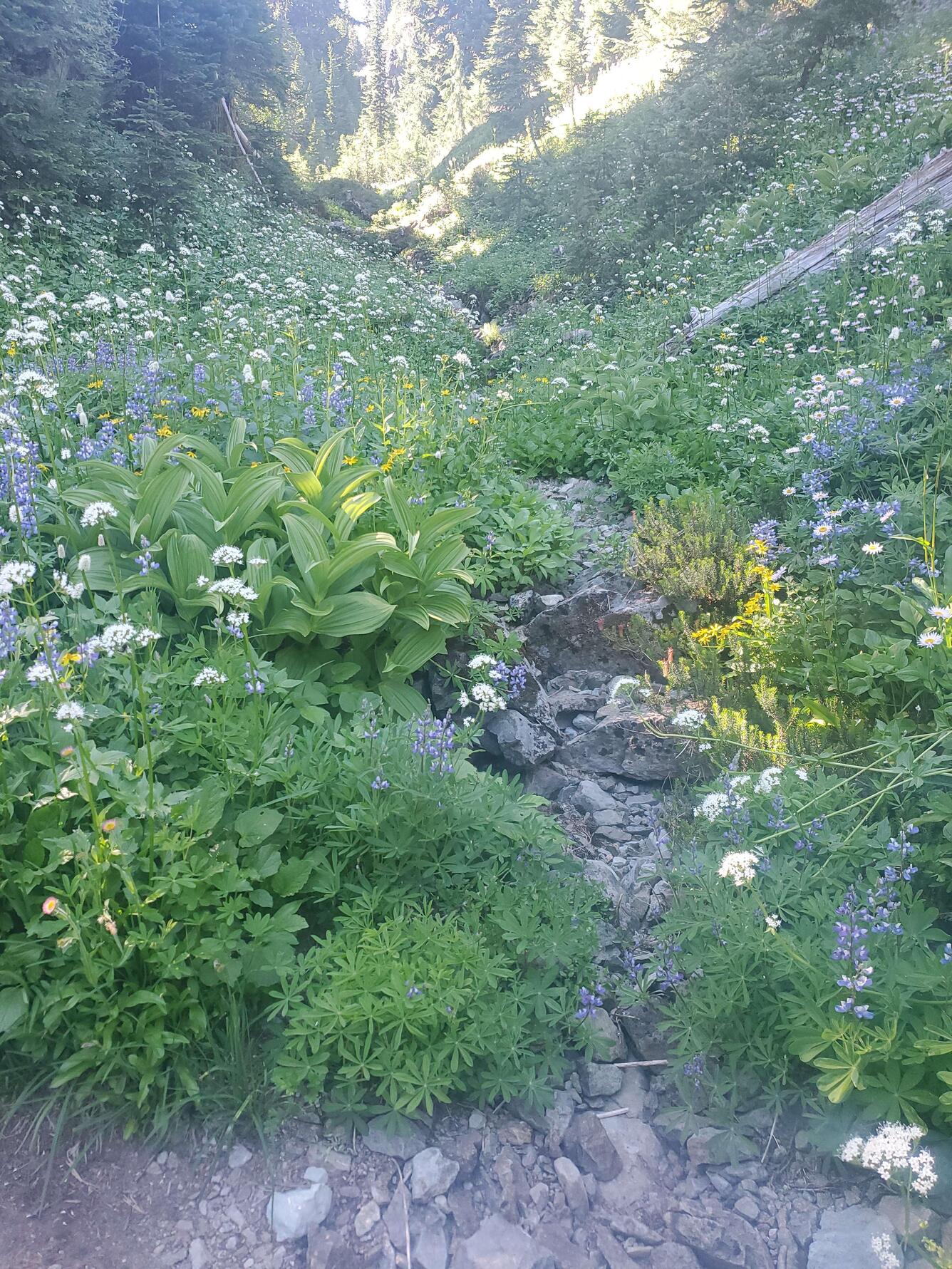 Unnamed stream in Mt. Rainier National Park with a streamflow status of “dry”