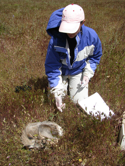 Pronghorn fawn frozen in place