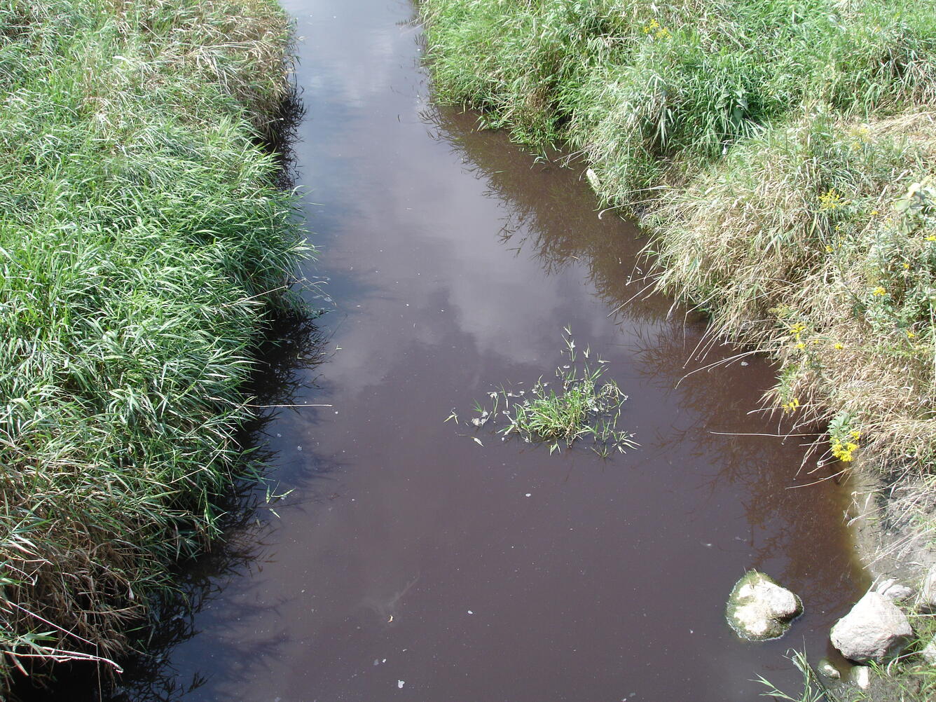 View of stream water following a manure spill, which has strongly discolored the water.