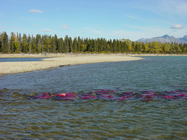 Sockeye salmon in a line heading towards Kijik River in the Lake Clark National Park and Preserve