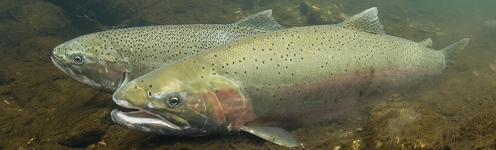 Steelhead trout