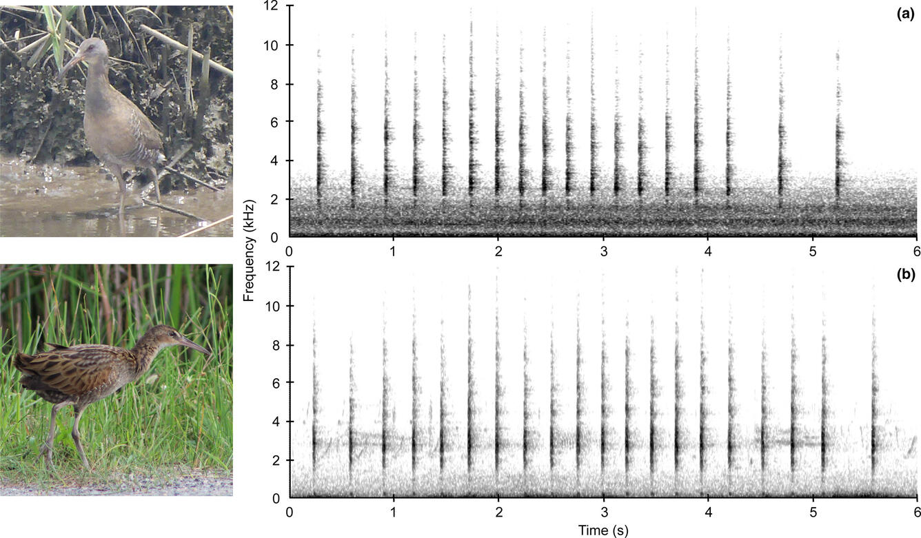 image of king and clapper rail on left and call spectrograms on right