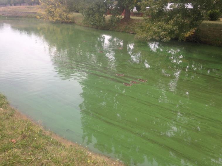 Algae bloom on storm water retention pond in Madison County IN
