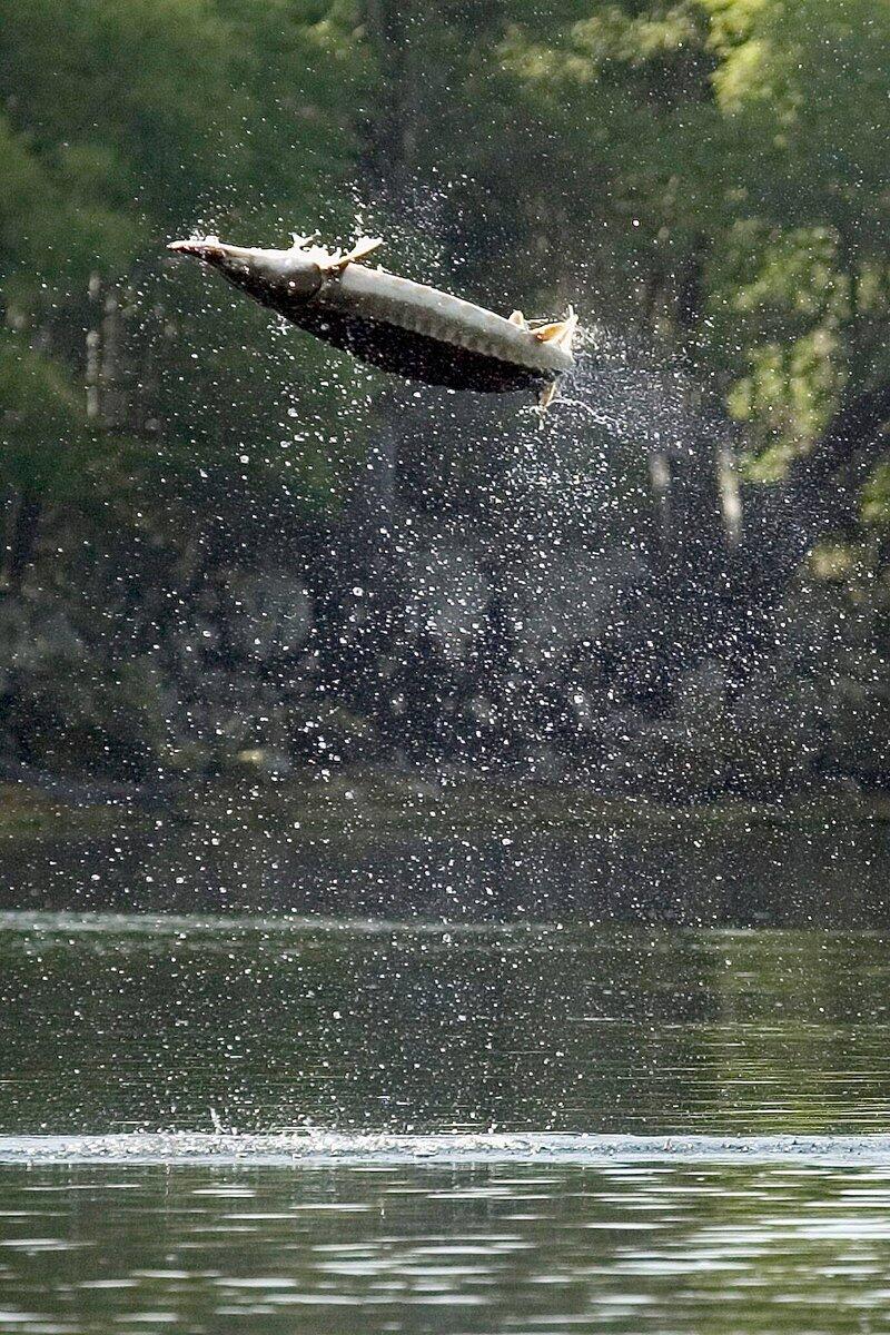 Jumping sturgeon