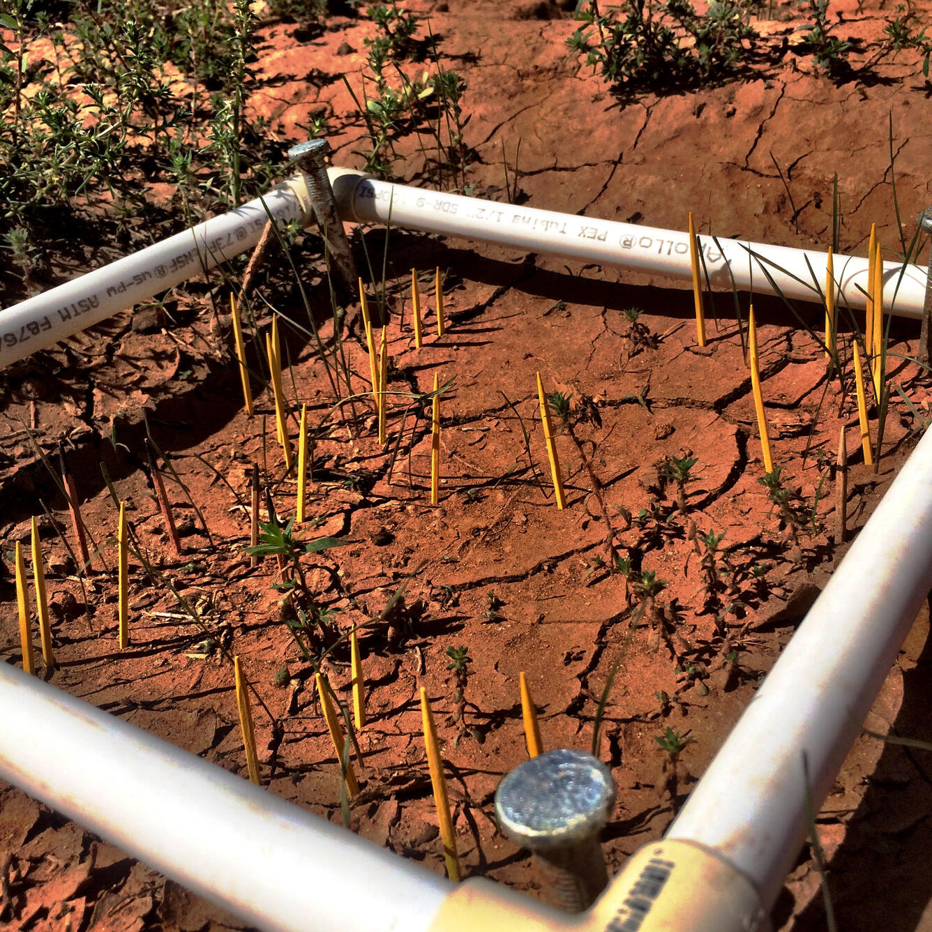 Monitoring plot containing seedlings marked with toothpicks