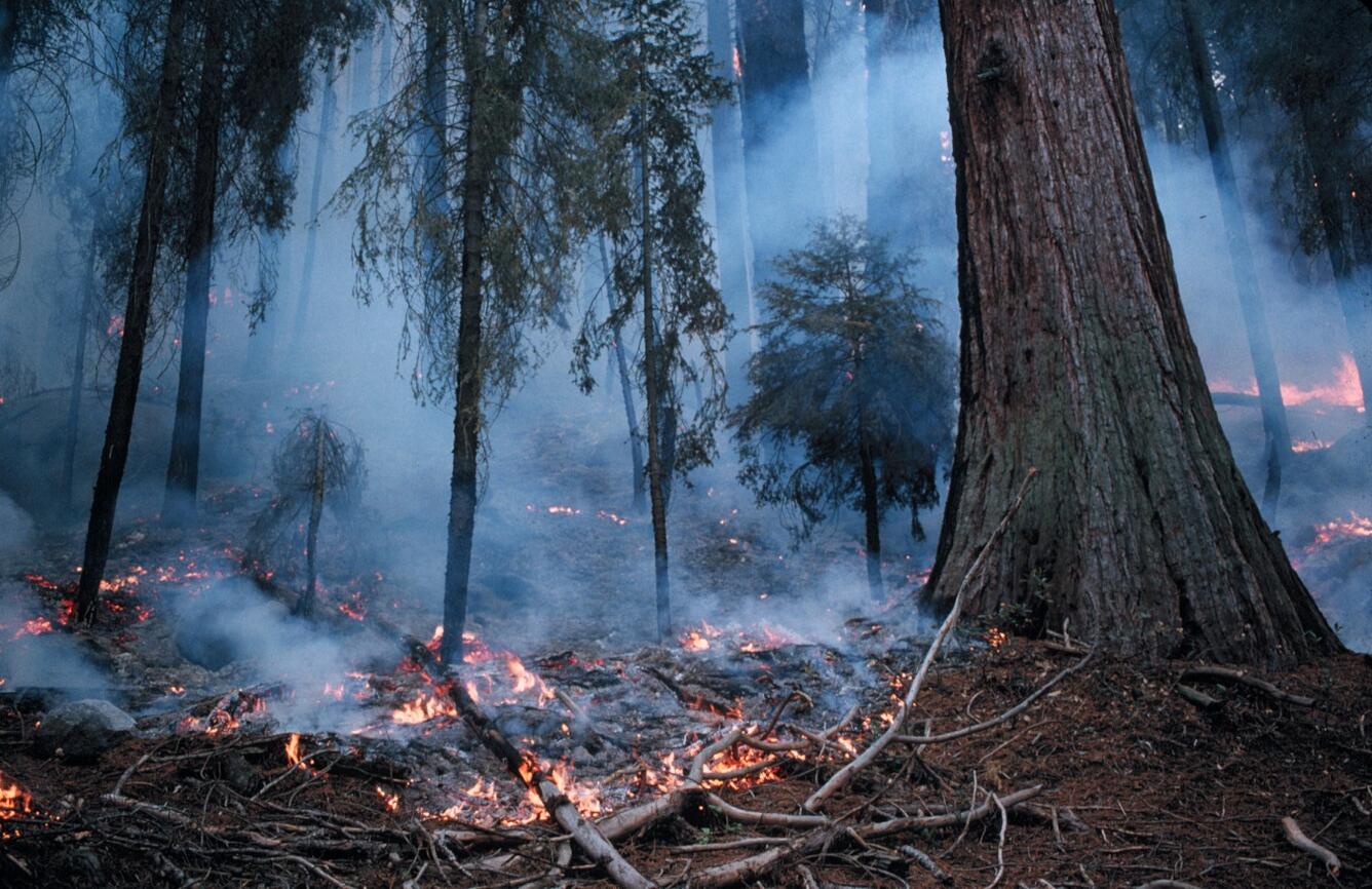 WERC Fire burning in Sequoia National Park