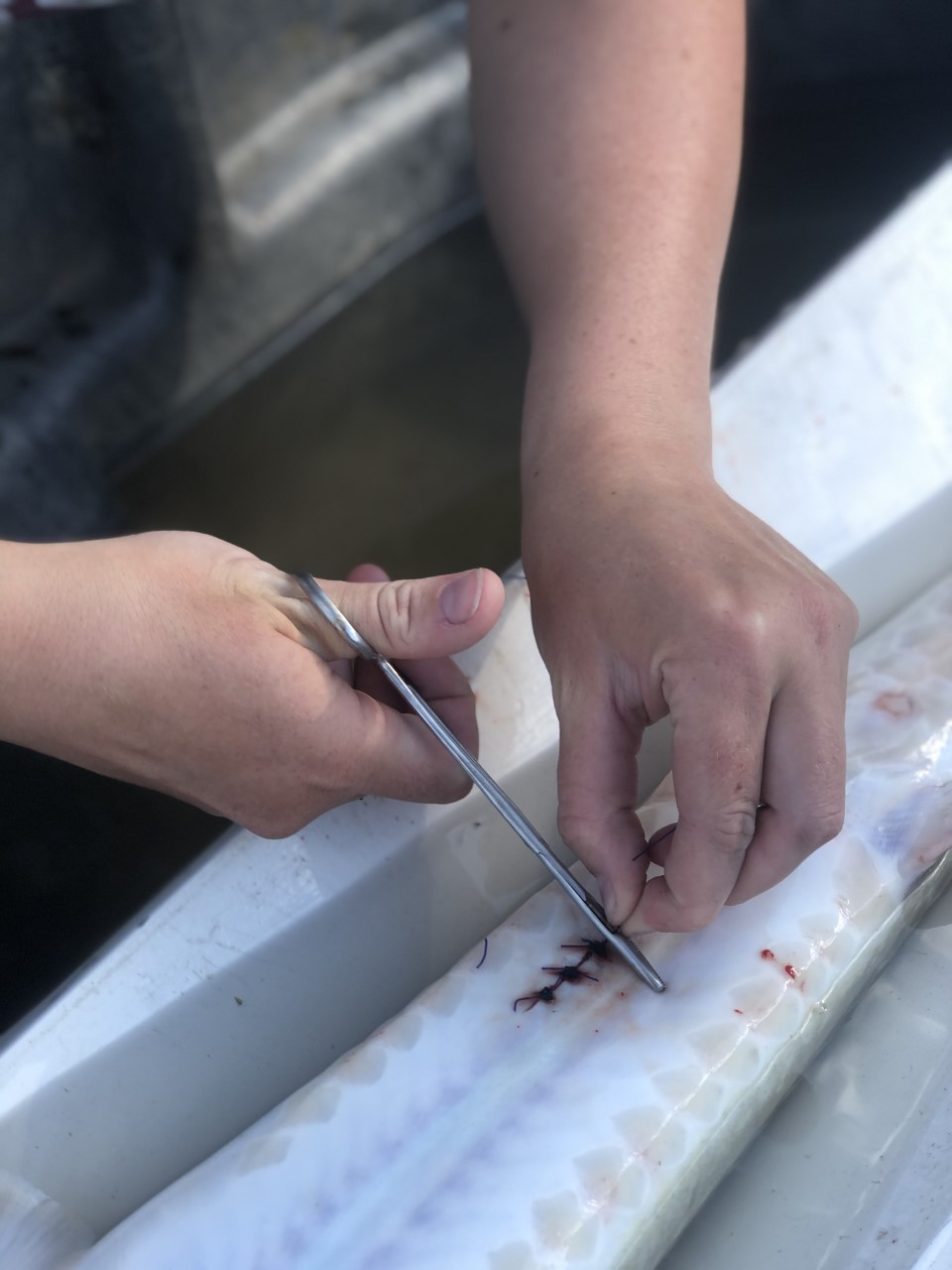 USGS biologist closes an incision following a surgical procedure to implant a transmitter in a pallid sturgeon 