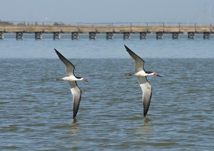 WERC Symmetrical Skimmers Flying. Waterbirds of San Francisco