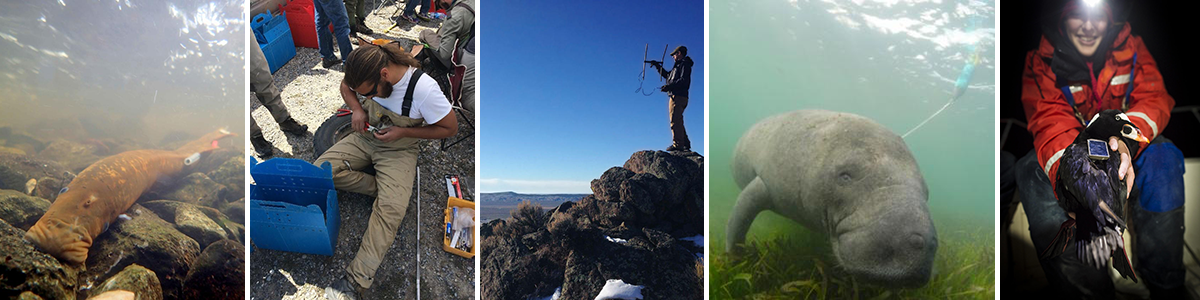 Photo collage of animal tagging and tracking