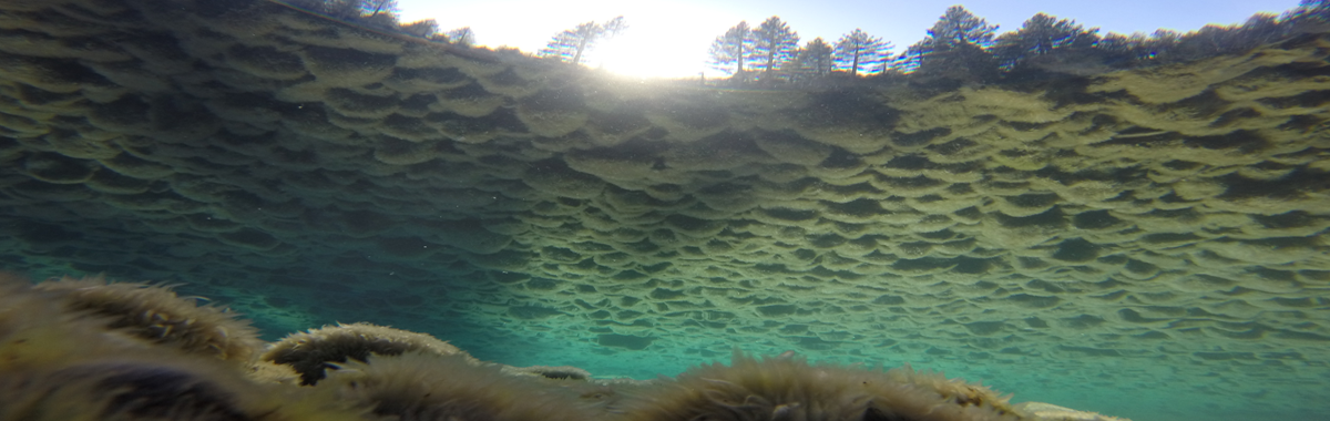 Lake Tahoe - Underwater photo of nearshore conditions near Pineland Dr, CA