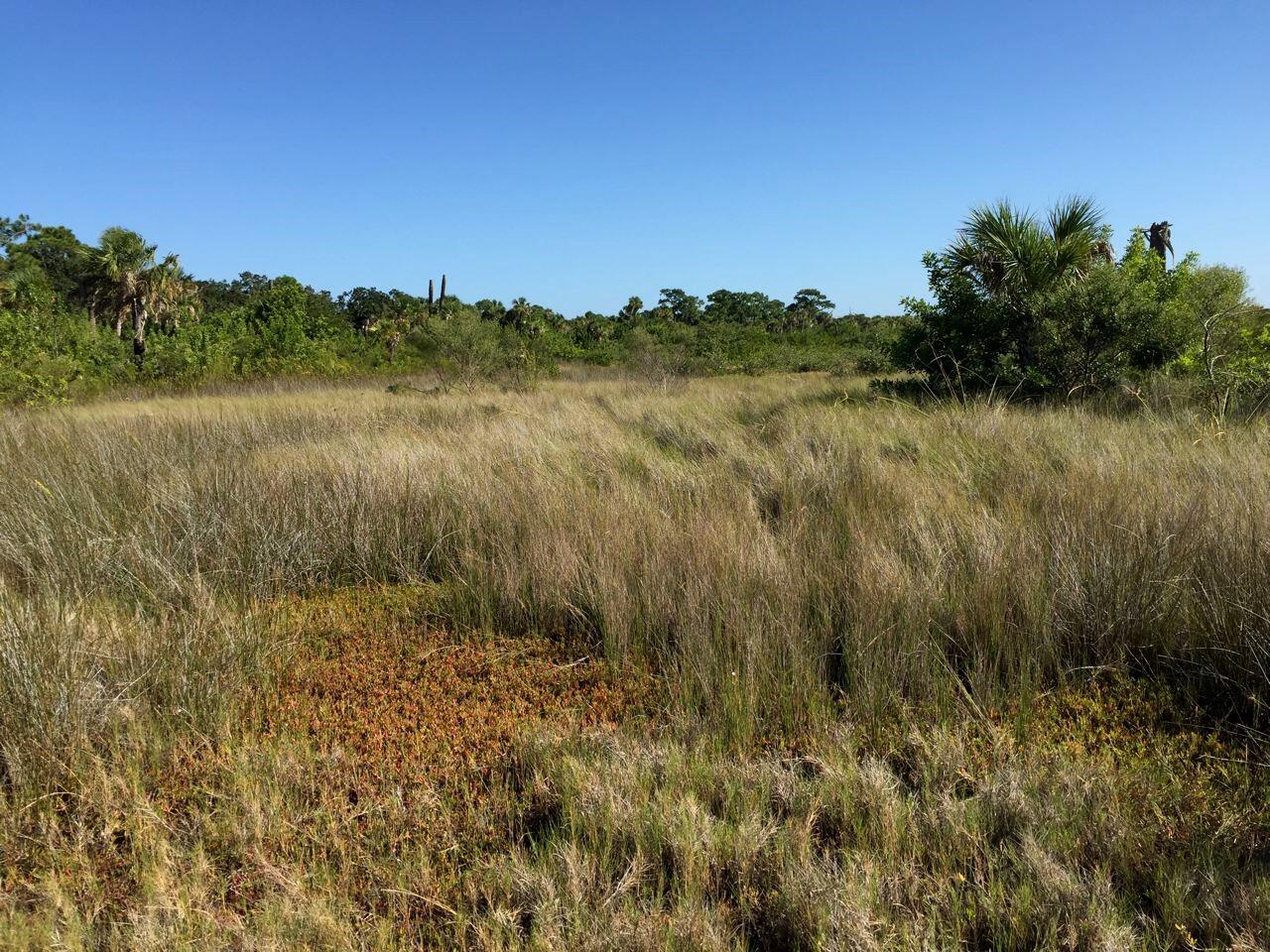 Photograph of a Juncus marsh in the Tampa Bay estuary, Florida.