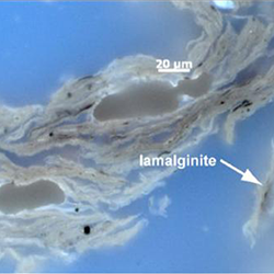 Hydrous Pyrolysis Kerogen Thumb
