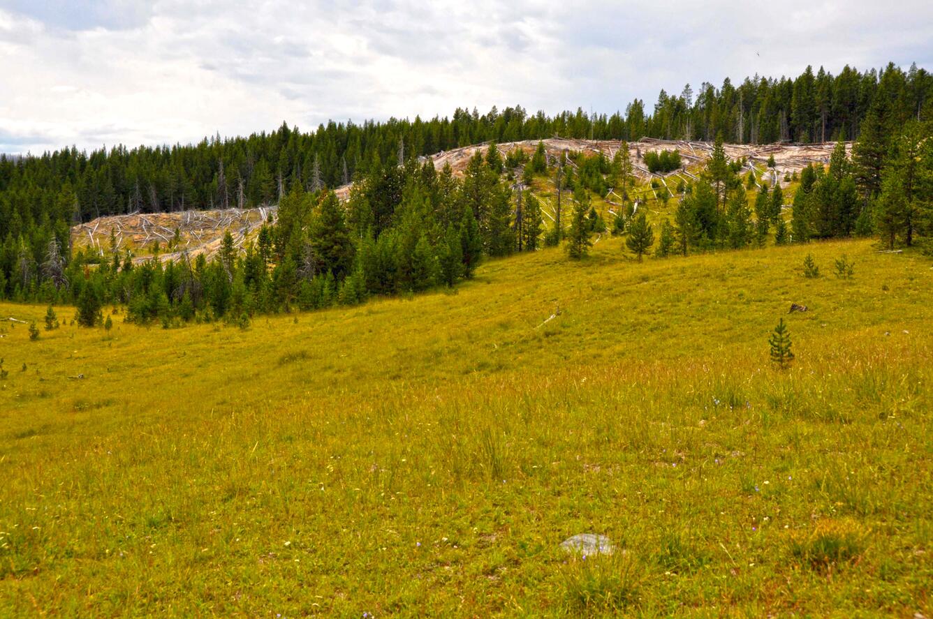 Tern Lake hydrothermal area from the ground, Yellowstone