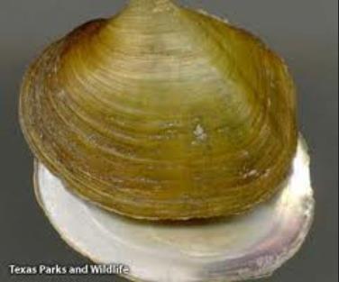 Texas freshwater mussel
